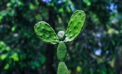 Rare picture of cactus plant. Man-shaped cactus plant with green bokeh background. Copy space.