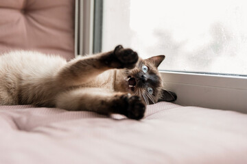 Siamese cat on the windowsill. Home life with a pet. Cat inside.