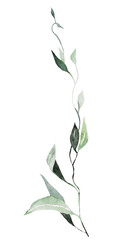 Green watercolor twig with leaves illustration, isolated Element for wedding and party design