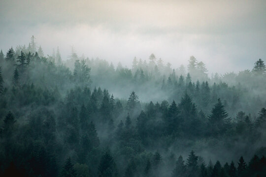 Beautiful wallpaper forest with mist and fog in the dark © leszekglasner
