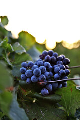 grapes on vine