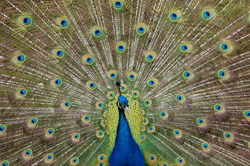 Obraz premium close up of peacock