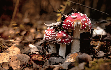 fly agaric mushroom