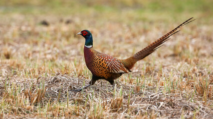 Common pheasant, phasianus colchicus, walking on field in agriculture land. Ring-necked bird moving...