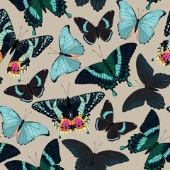 Vector pattern with high detailed tropic butterfly