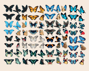 Big vector set of high detailed butterlies - obrazy, fototapety, plakaty