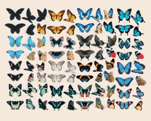 Big vector set of high detailed butterlies © olga_igorevna