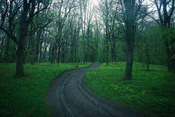 Obraz premium dirt road in the forest