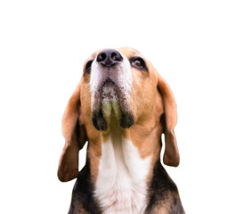beagle dog looks seriously, face close-up