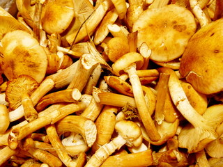 Mushrooms. Lots of mushrooms in a bucket. Background image