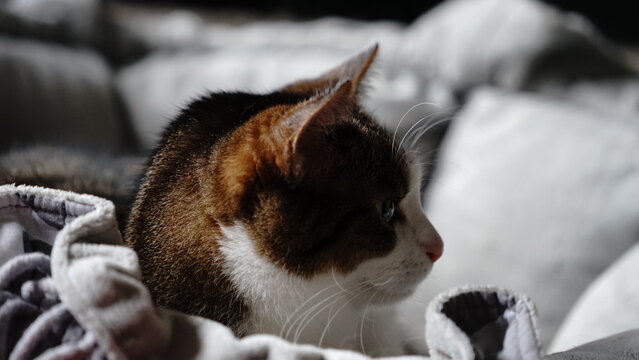 meow i wanna slep, do not disturb me 