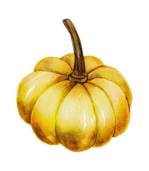 Watercolor pumpkin autumn illustration, nature thanksgiving vegetarian fresh October art.