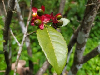 Micky mouse Ochna milli Red colour flower