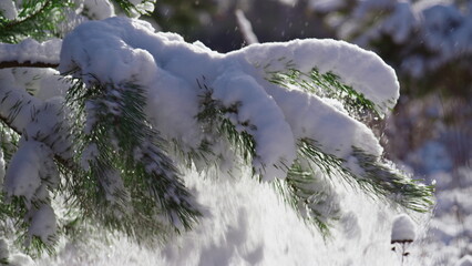 White snow covering spruce branch at winter sunlight close up. Snowy fir tree.