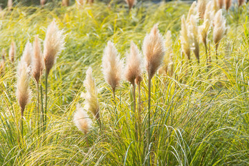 Pampas Grass Cortaderia selloana in a garden sunlit.