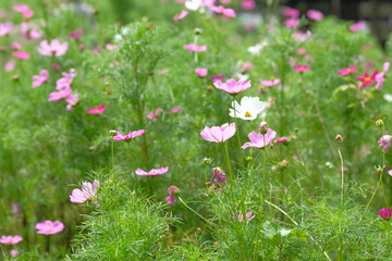 pink cosmos in full blooming