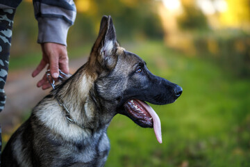 Young German Shepherd with his pet owner. Dog obedience training
