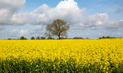 Obraz premium Oil Seed Rape Fields In The Rural Oxfordshire Countryside
