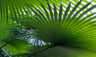 Obraz na płótnie Canvas Tropical leaves rainforest fan palm leaf pattern, abstract green nature background.