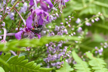 Flesh fly in bouquet of flowers taken while feeding. Pink flowers and green leaves