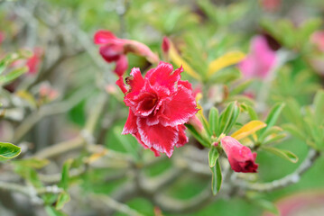 Many flowers of Adenium obesum close up