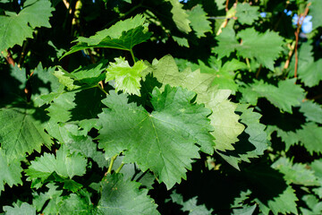 Closeup of many vivid green wine leaves in vineyard in a sunny autumn day .