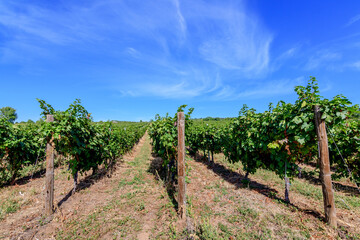 Fototapeta na wymiar Row with large plants with many ripe organic grapes and green leaves in vineyard in a sunny autumn day .