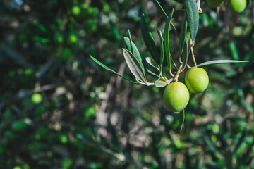 Group of olives hang on the branch of an olive tree.