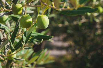 olives on tree