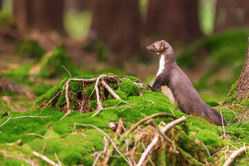 beech marten (Martes foina), also known as the stone marten is in the woods on the moss