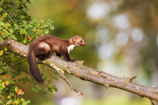 beech marten (Martes foina), also known as the stone marten beautiful portrait on a fallen tree trunk