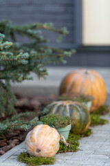 Near the spruce there are three pumpkins: large, medium and small. Mosses and flowers in pots.