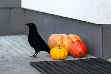 Bright little pumpkins at the front door. Near the pumpkins there is a figure of a black crow.