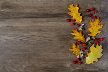 Autumn still life. Red rosehip (dog-rose) berries and yellow leaves. Autumn leaves on wooden background