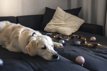 Close-up, labrador on a couch with Christmas decor.