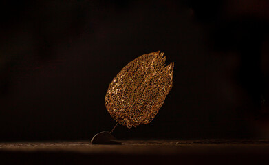 golden filigree, delicate nature leaf decoration, Physalis on old wood, black background