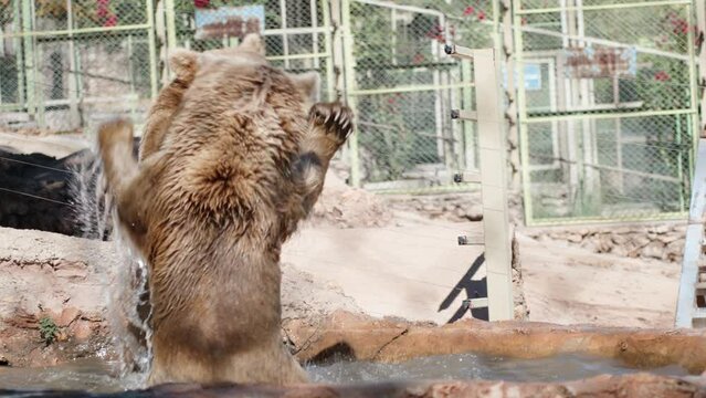 Two brown bears are fighting in the water. Slow motion. at the zoo.