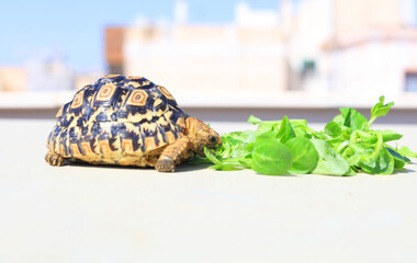tortoise eating green lettuce - Powered by Adobe