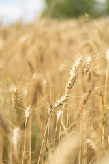 Wheat golden field ready to nourish some hungry people and a rustic scenery perfect for making pictures