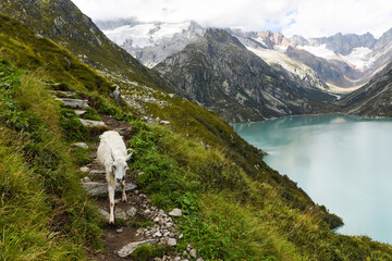 goat hiking in the alps