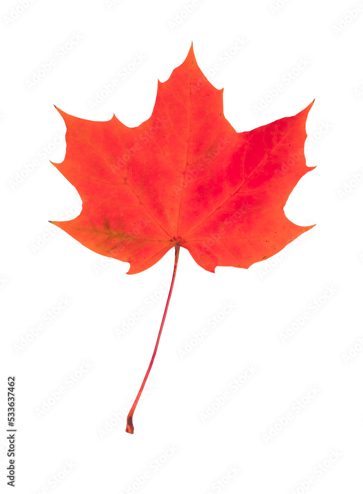 Canvas Prints red maple leaf isolated on transparent background.