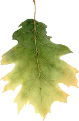 Autumn Leaves Watercolor