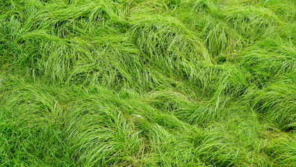 natural fresh and beautiful grass fountain