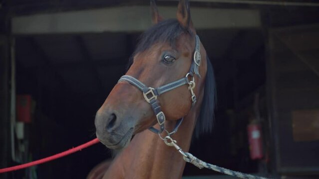 Close up of brawn horse standing. In back ground stall of a riding school.