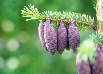 Fototapeta premium Spruce with cones. Young picea mariana on green background. Needles and purple cones