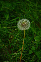 White fluffy ball of dandelion on the green grass background, vertical
