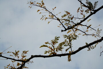 Acacia branch silhouette on the sky background