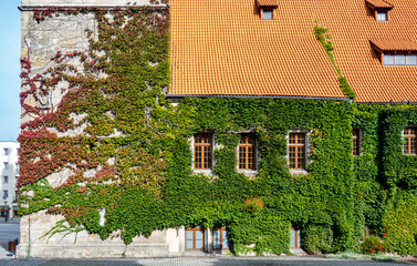 Old building facade covered with ivy plant - obrazy, fototapety, plakaty