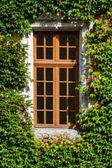 Fototapeta na wymiar old window in a brick wall with ivy detail