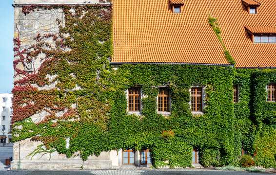 Old building facade covered with ivy plant